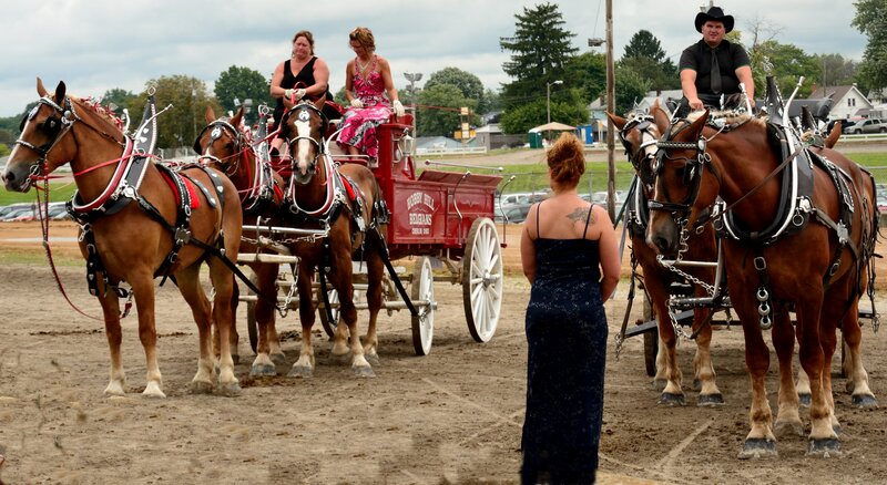 Horses Pulling a Wagon — Brown