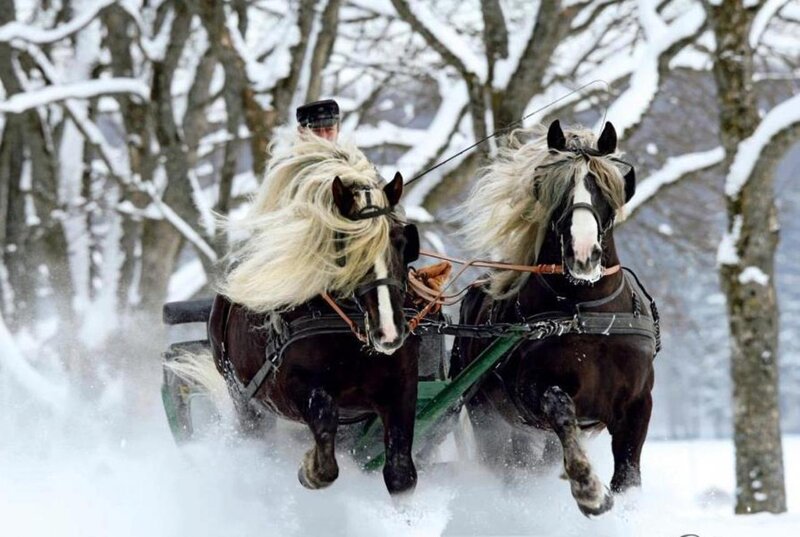 Horses Pulling Carriage — Brown