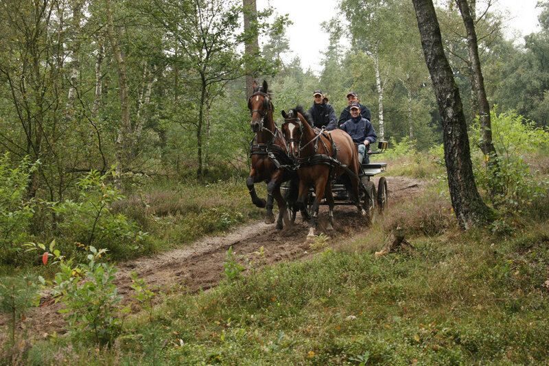 Horses Pulling Carriage