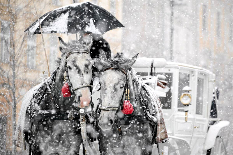 Horses Pulling Carriage — White