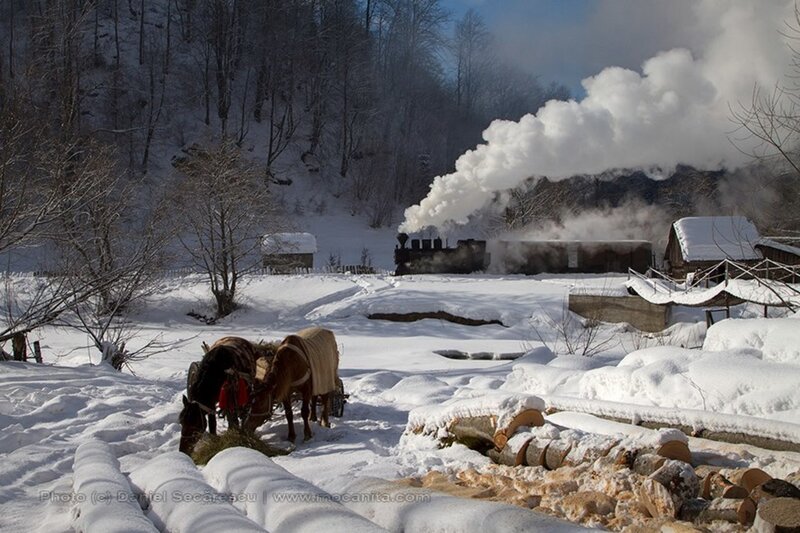 Horses Pulling Cart