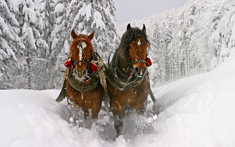 Horses Pulling Sled — Brown, Cold