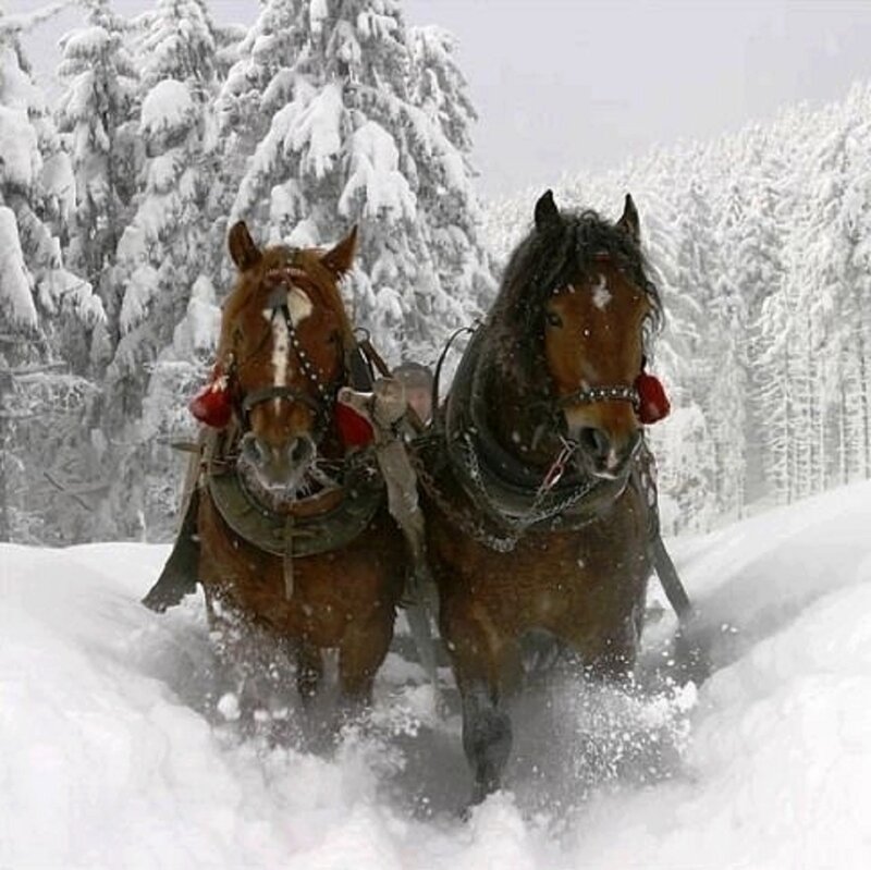Horses Pulling Sled — Brown