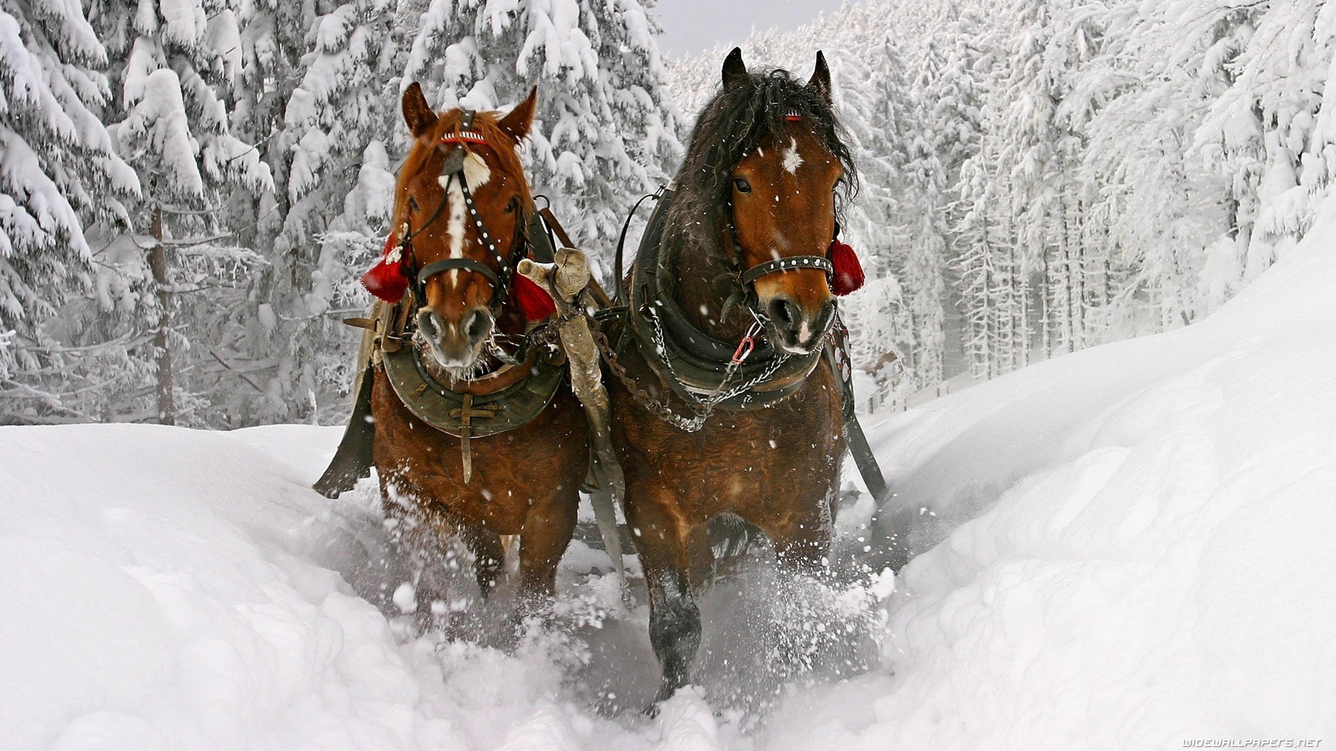 horses pulling sled in snow