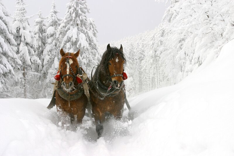 Horses pulling sled in snow