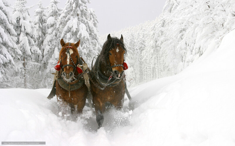 Horses pulling sled in snow