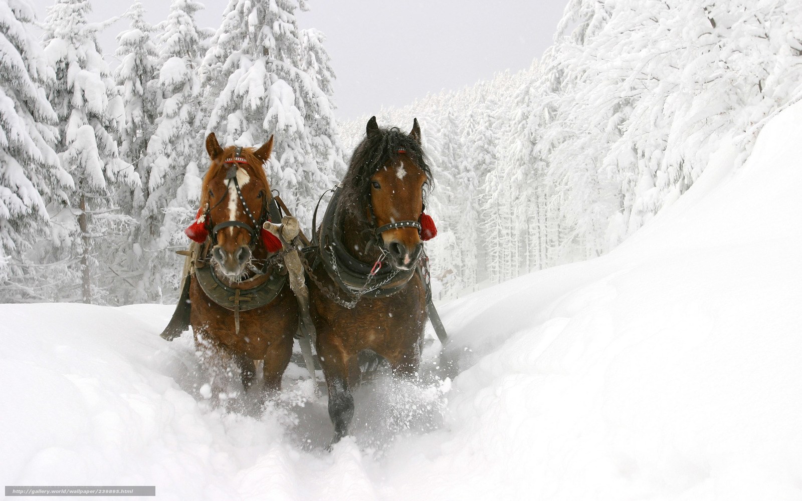 Horses pulling sled in snow