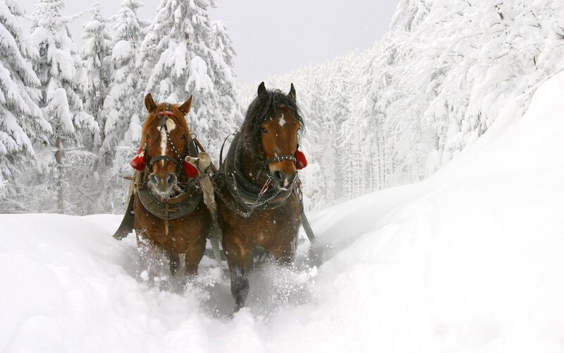 Horses pulling sled through snow