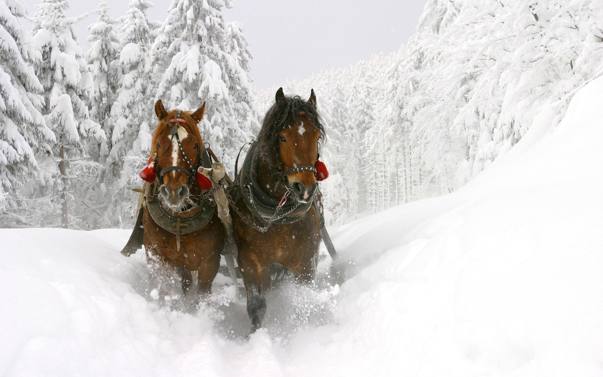 Horses pulling sled through snow