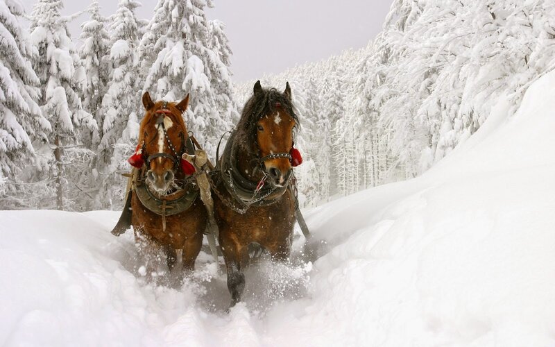 Horses Pulling Sled — White, Cold, Winter