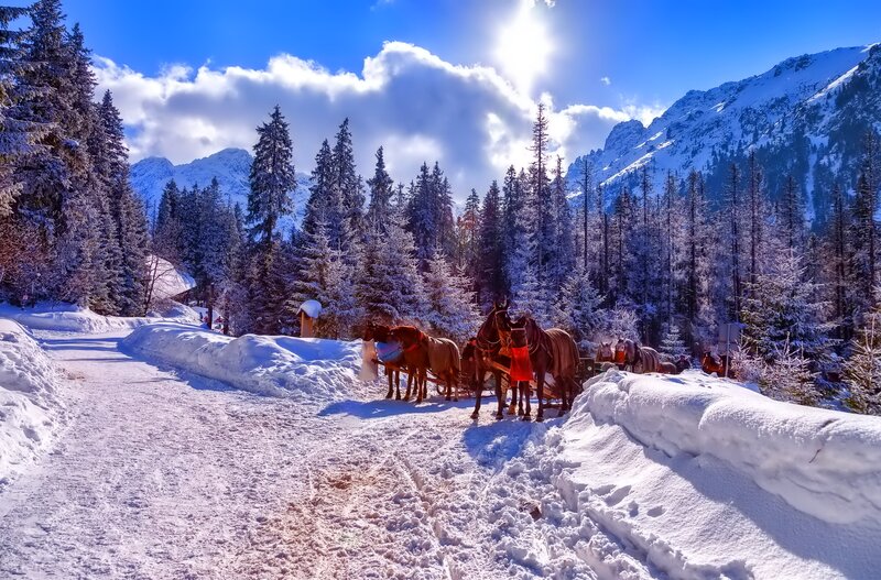 Horses Pulling Sleds — White