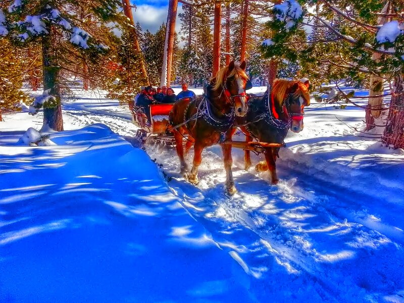 Horses Pulling Sleigh — Blue, Peaceful