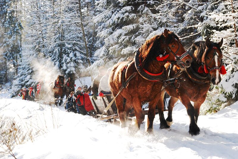 Horses Pulling Sleigh — Brown