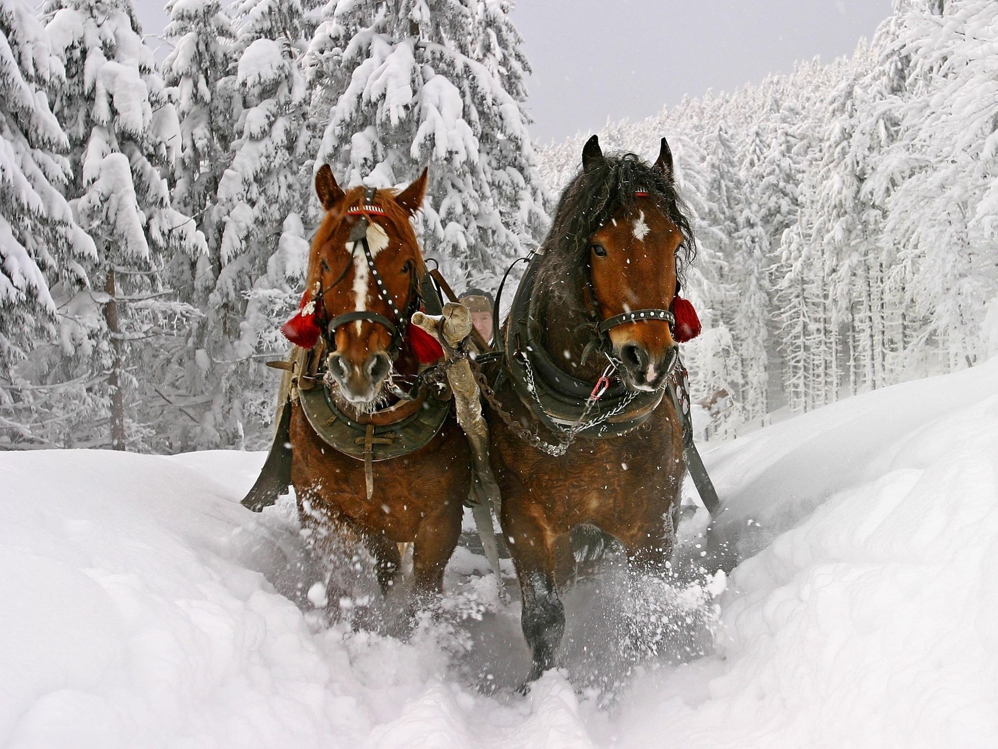 Horses pulling sleigh in snow