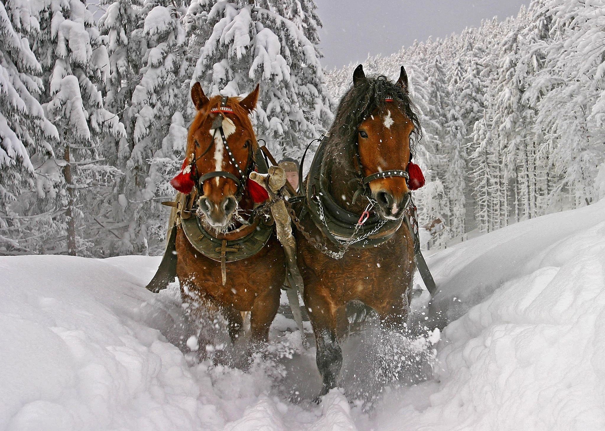 Horses pulling sleigh in snow
