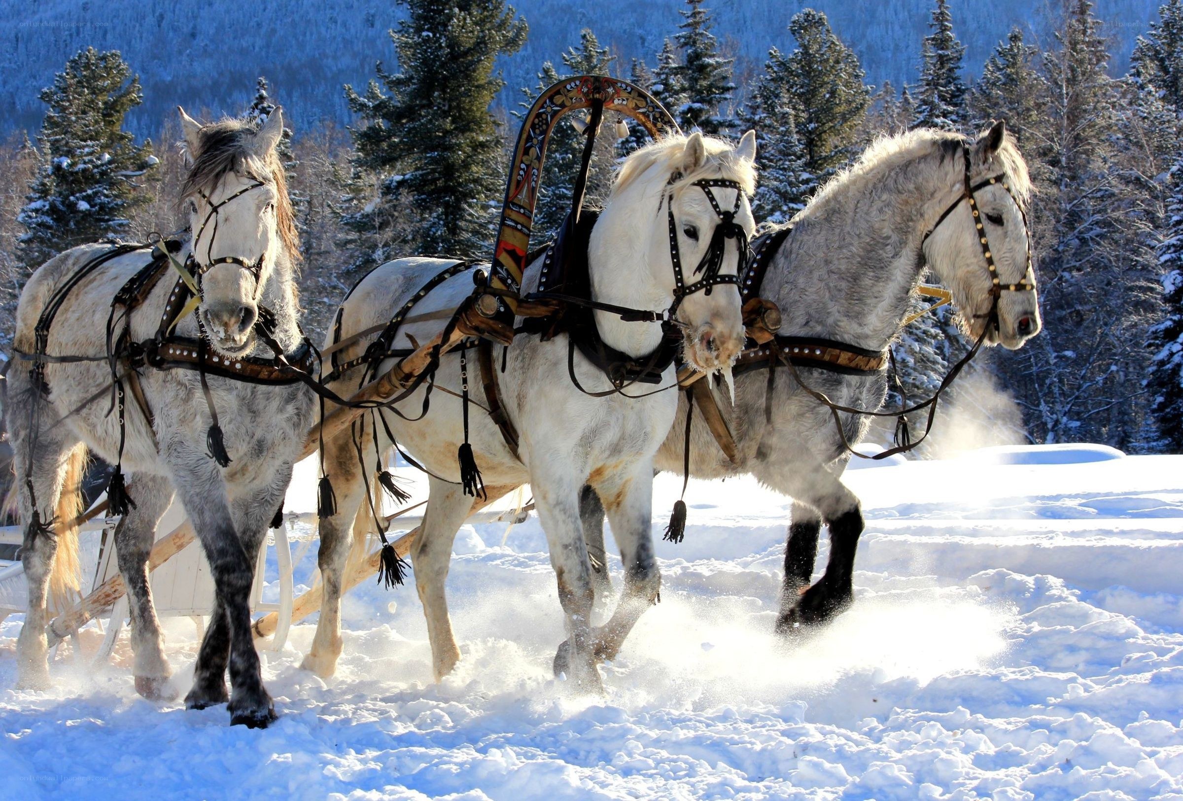 horses pulling sleigh in snow