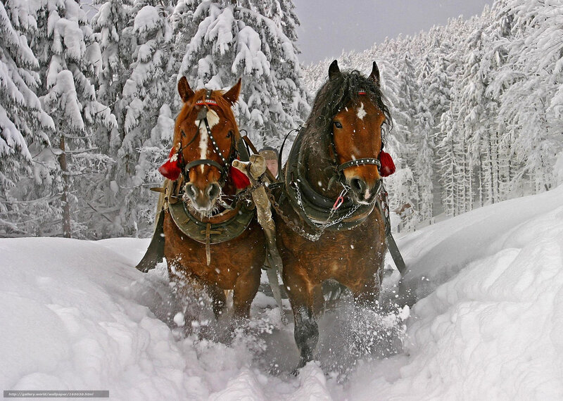 Horses pulling sleigh in snow