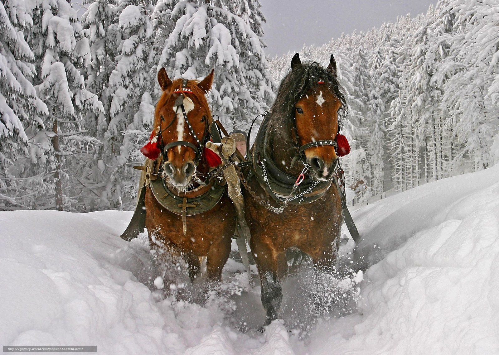 Horses pulling sleigh in snow