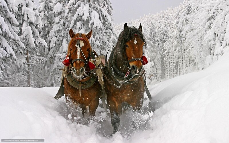 Horses pulling sleigh through snow