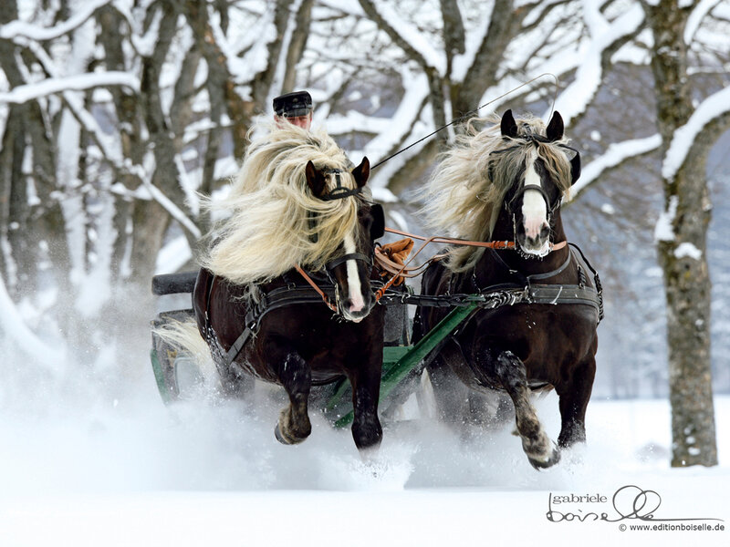 Horses Pulling Sleigh
