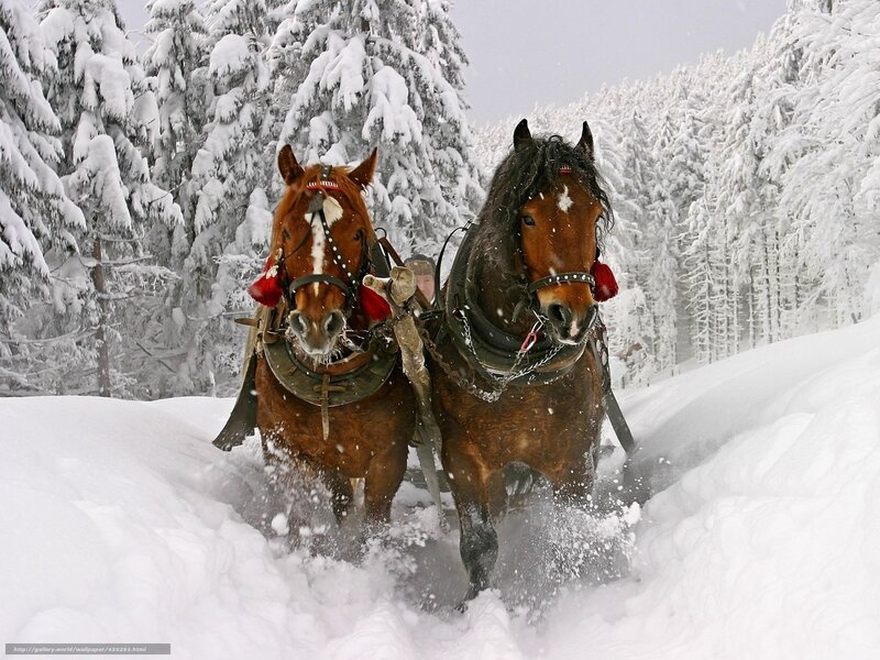 Horses Pulling Sleigh — White, Cold