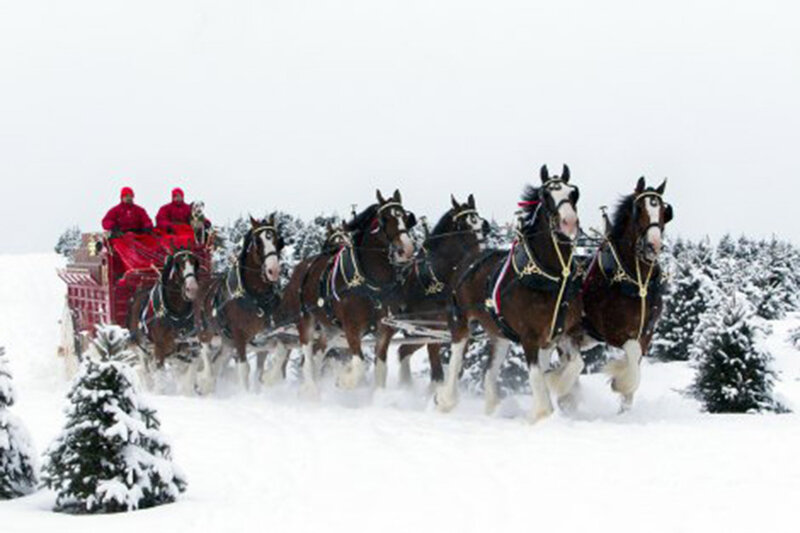 Horses Pulling Sleigh — White, Festive, Winter