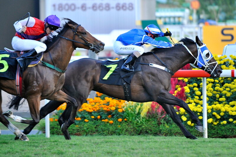 Horses racing at the track