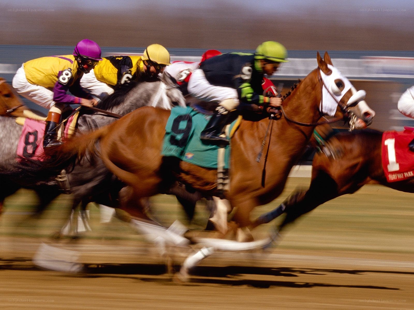 Horses racing at the track