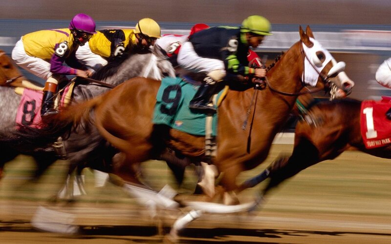 Horses Racing — Brown