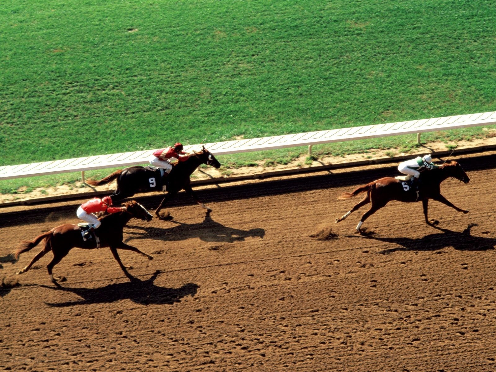 Horses racing on a track