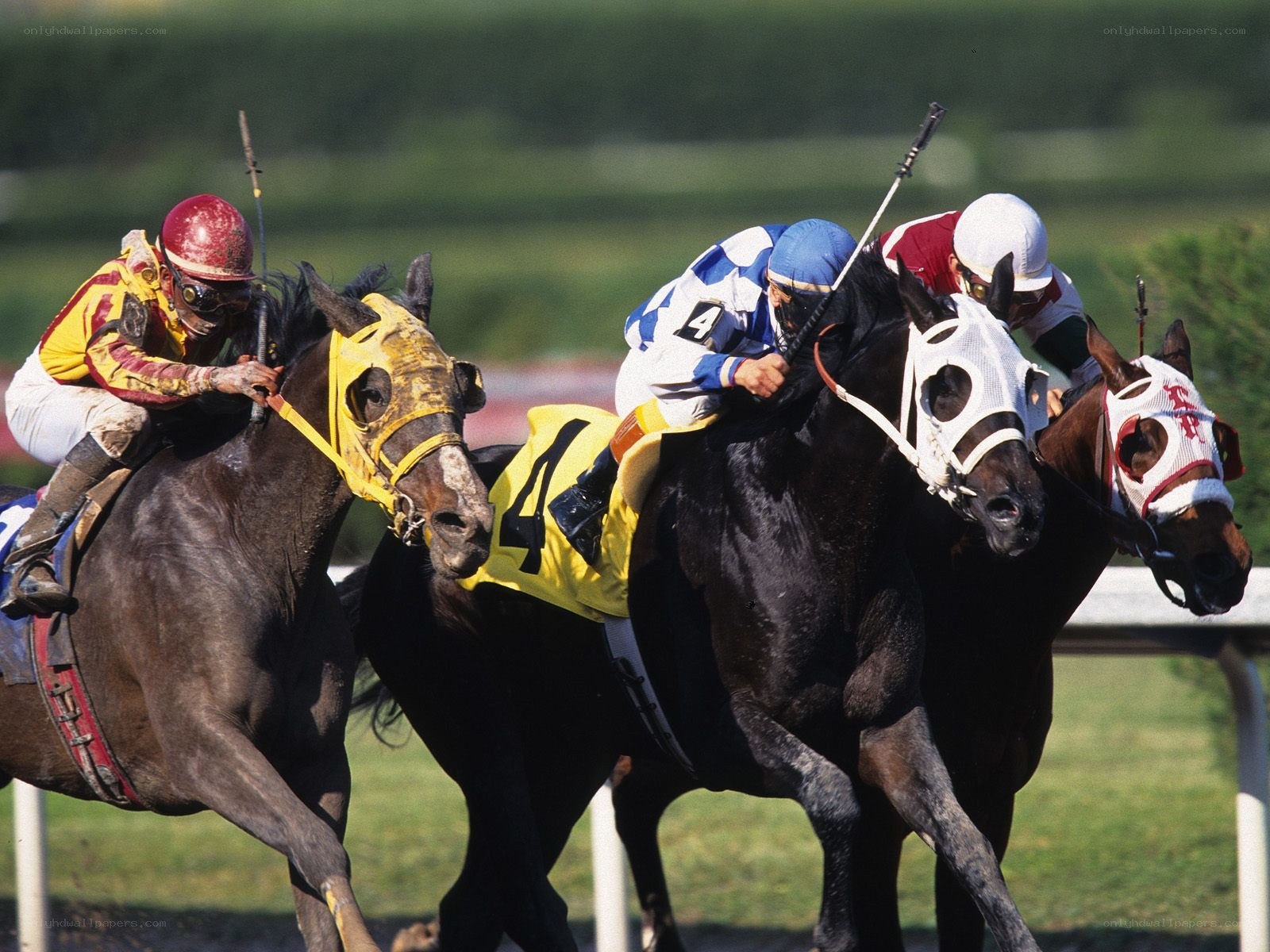 Horses racing on a track