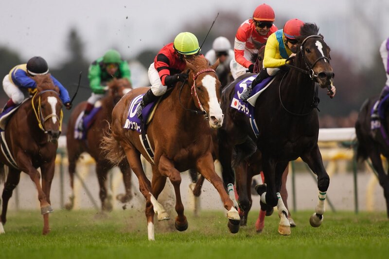 Horses Racing on Track — Brown, Intense, Afternoon