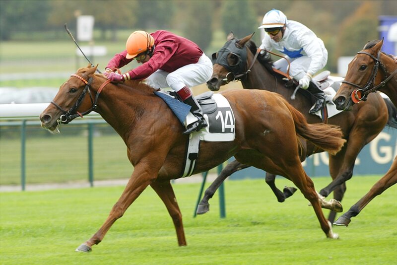 Horses Racing on Track