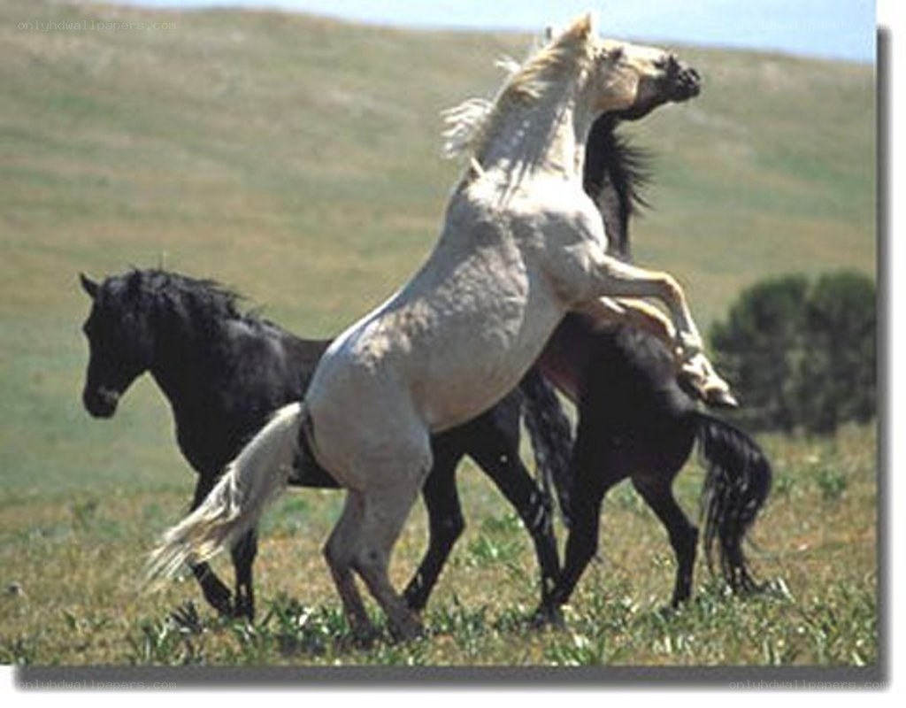 horses rearing in a field