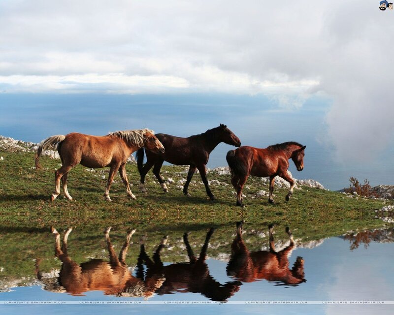 horses reflecting in water