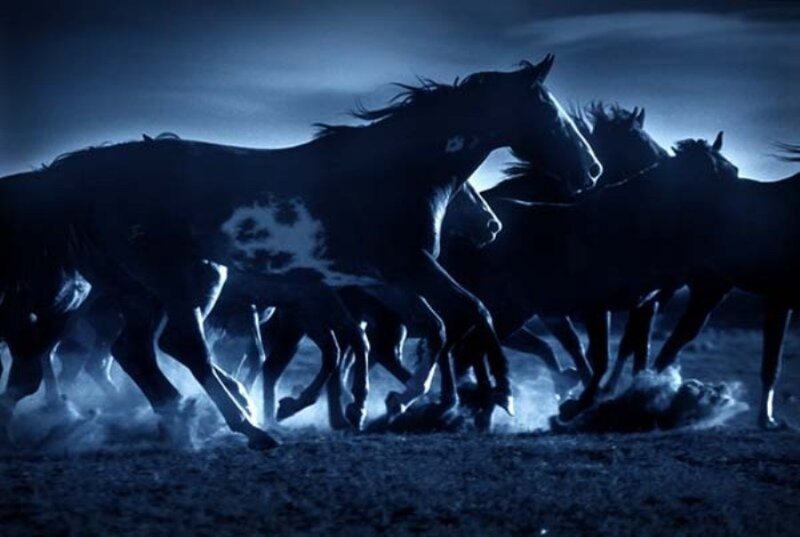 Horses running at night