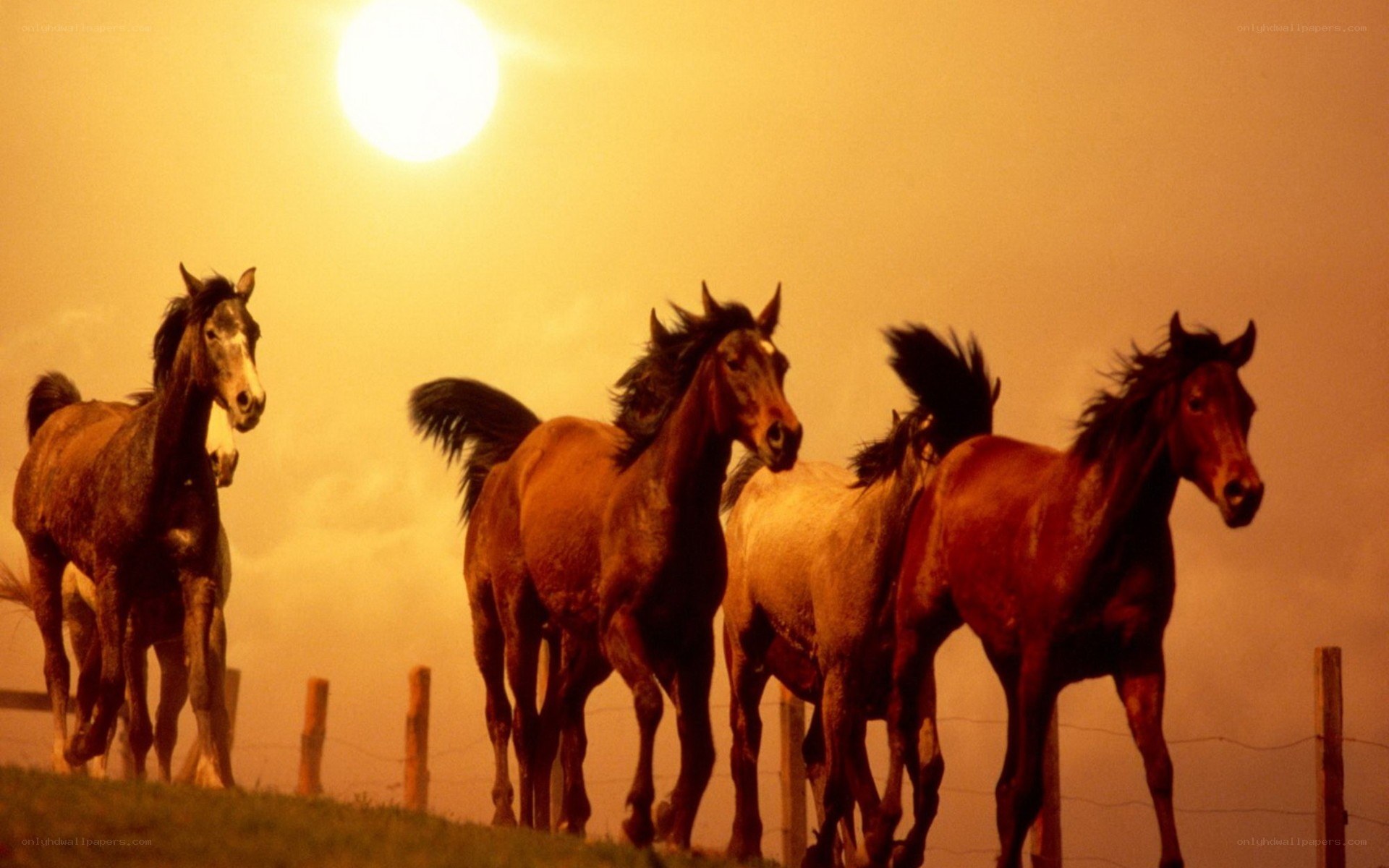 horses running at sunset