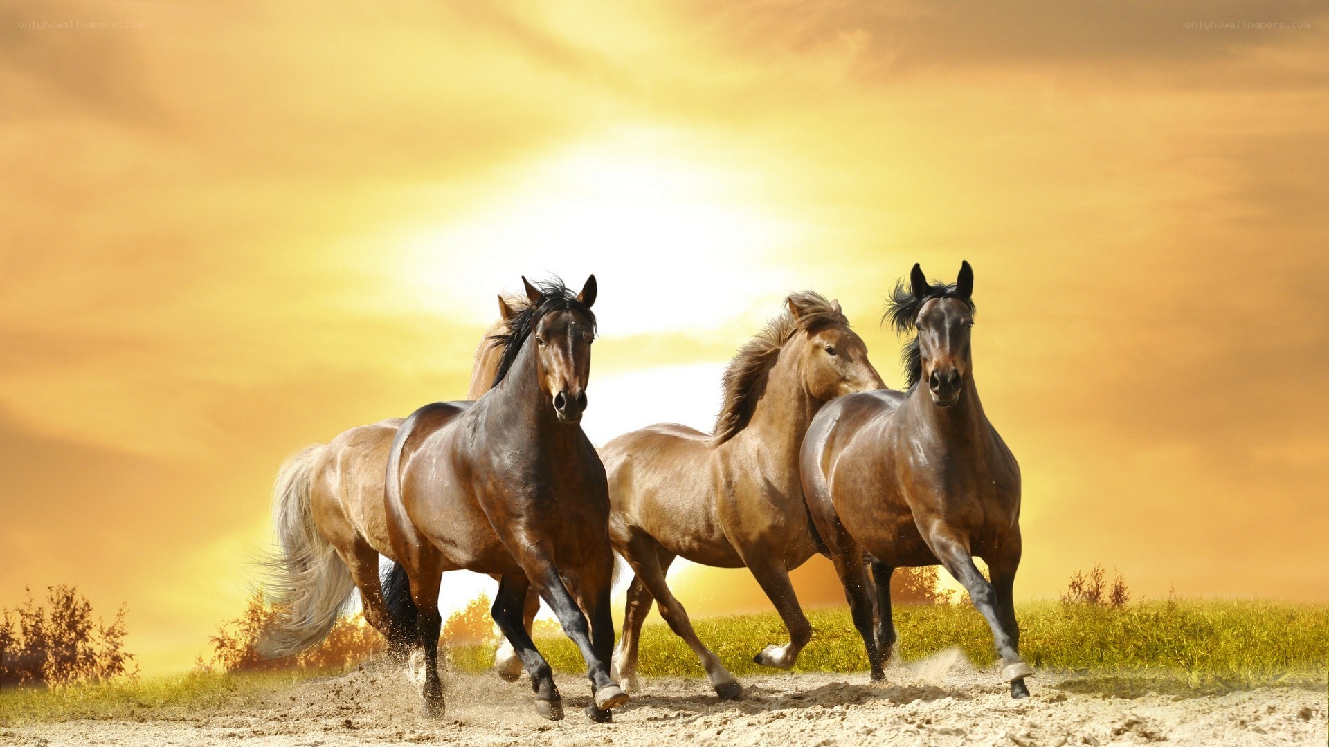 horses running at sunset