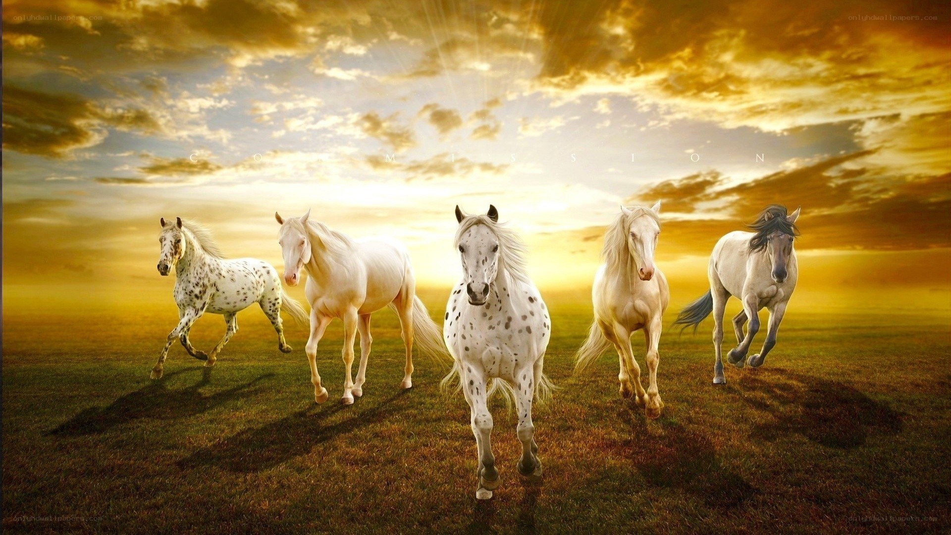 horses running at sunset