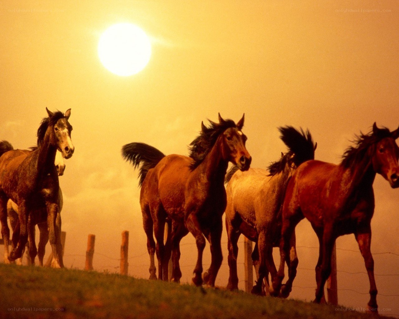 horses running at sunset