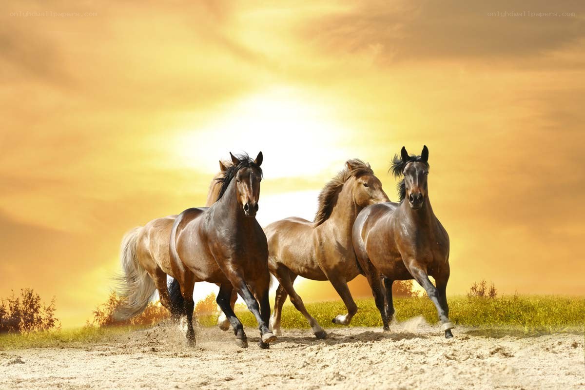 Horses running at sunset