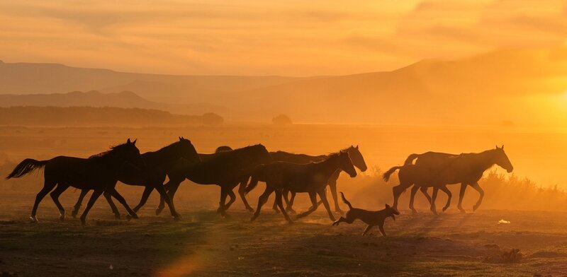Horses Running at Sunset — Orange, Dramatic, Photograph, Dog