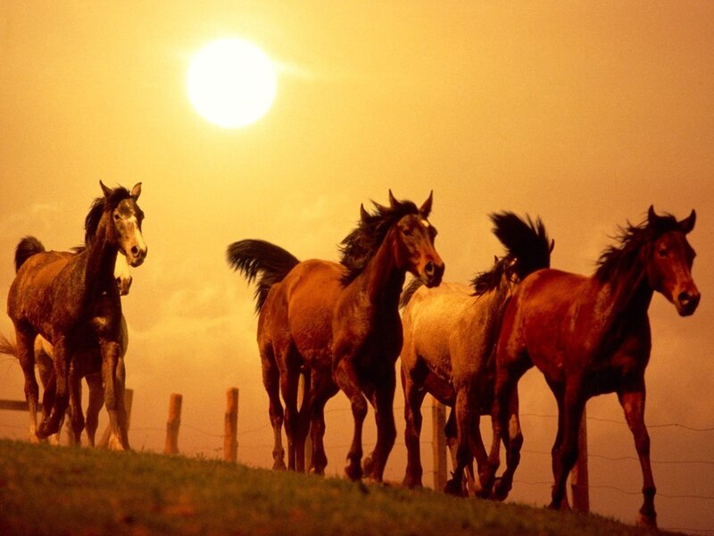 Horses Running at Sunset — Orange, Dramatic, Photograph