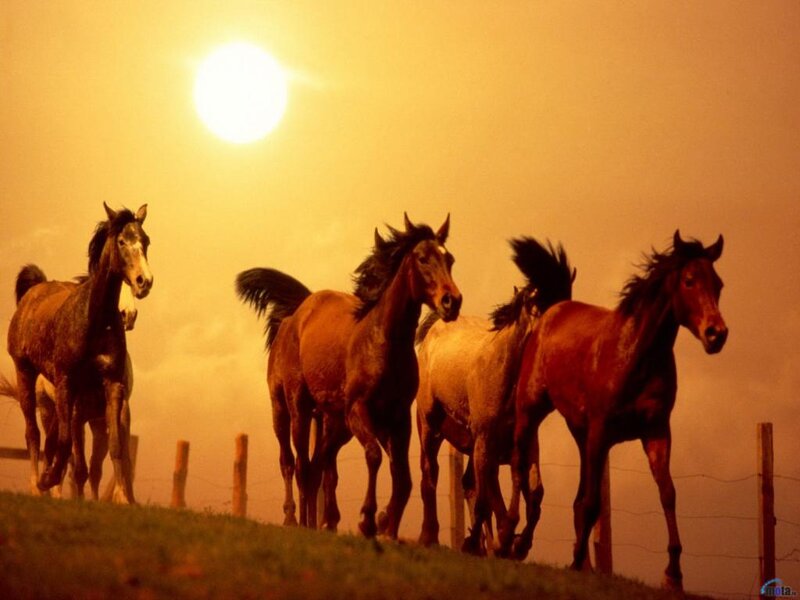 Horses Running at Sunset — Orange, Dramatic