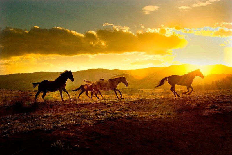 Horses Running at Sunset — Yellow