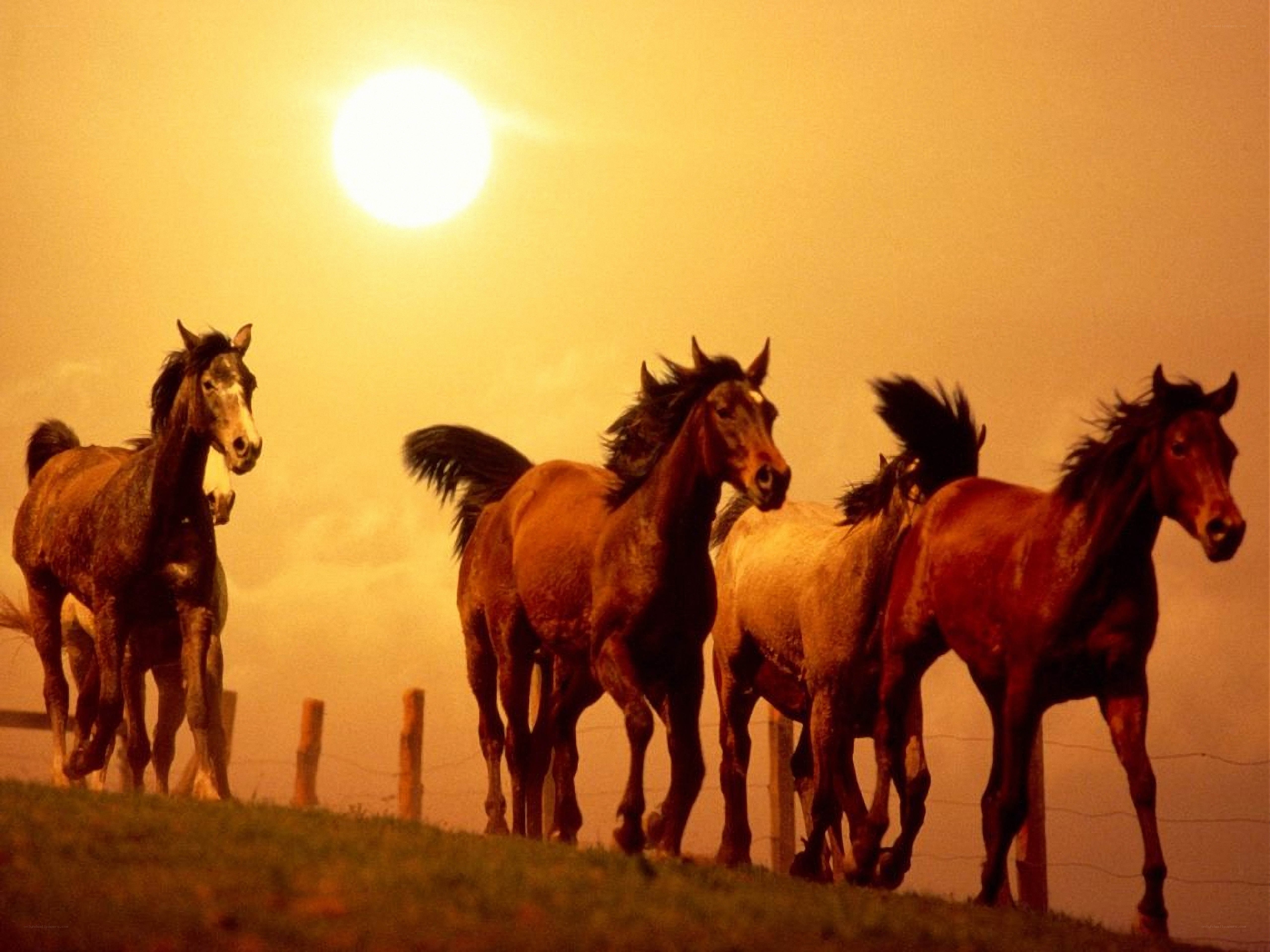 horses running at sunset