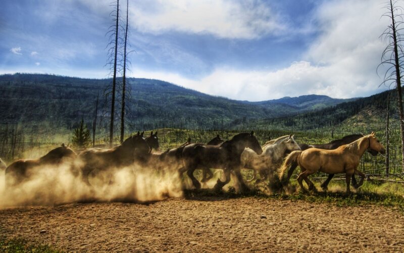 Horses running in a dusty field
