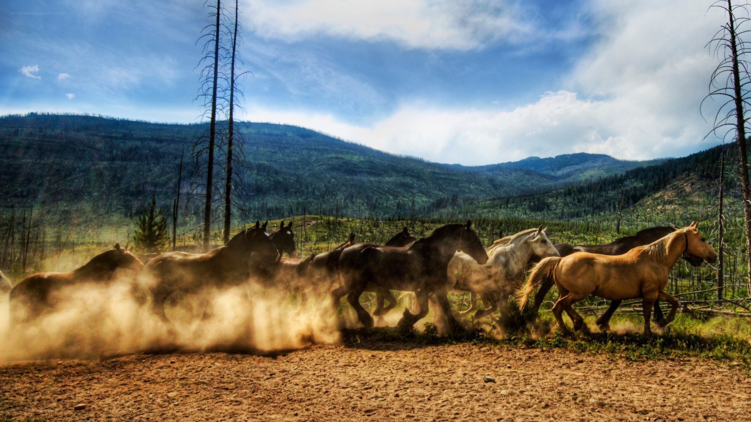 Horses running in a dusty field