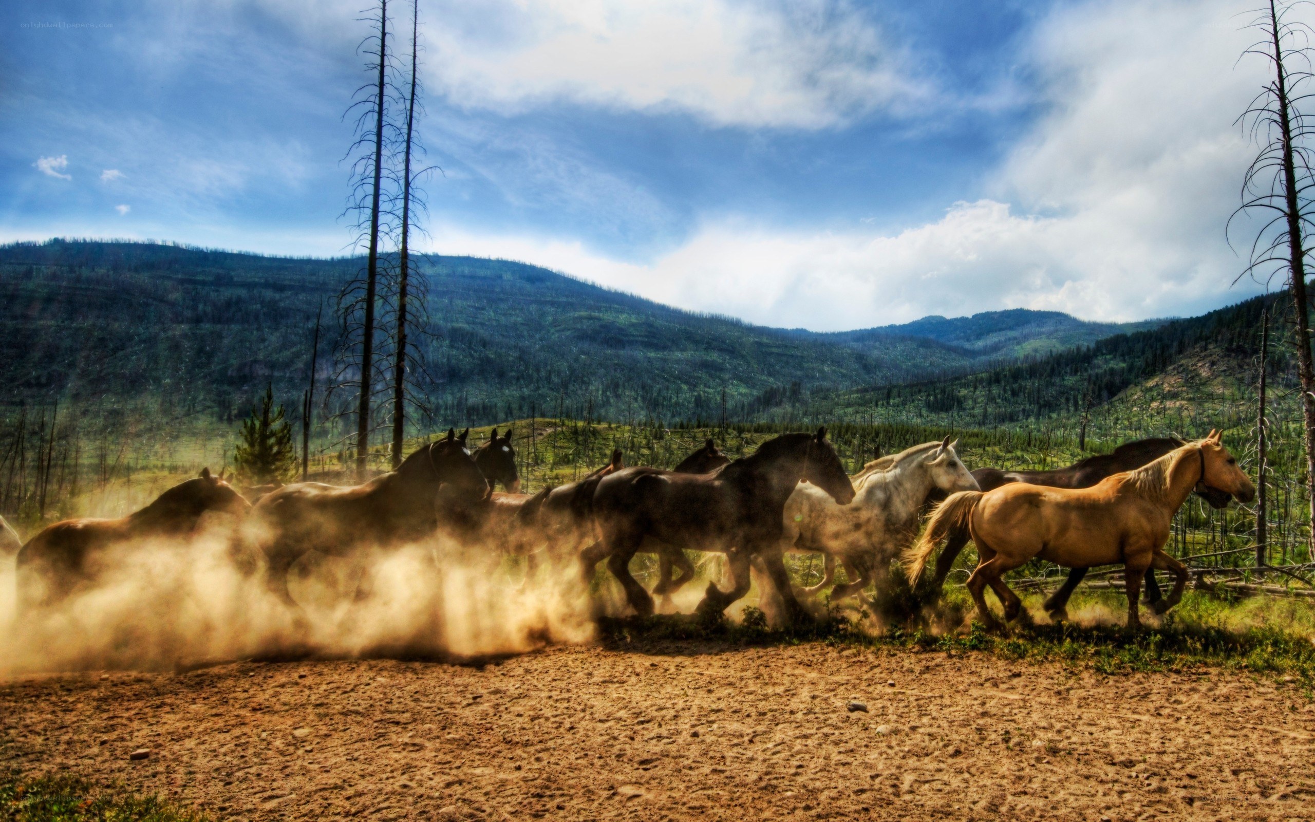 Horses running in a dusty field
