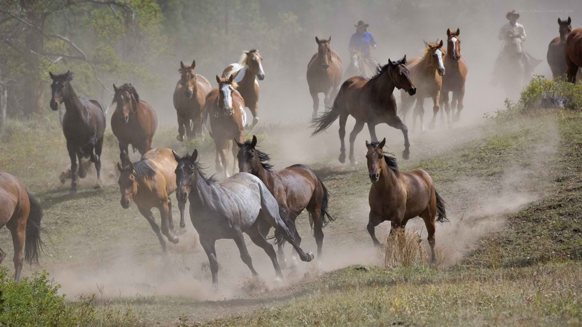 Horses running in a dusty field